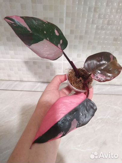 Филандендрон розовая принцесса