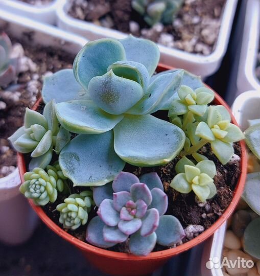 Садик из суккулентов