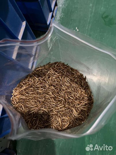 Мучной червь сухой