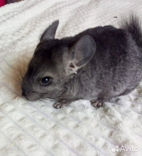 Шиншилла мальчик 4мес