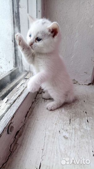 Кошка в дар бесплатно