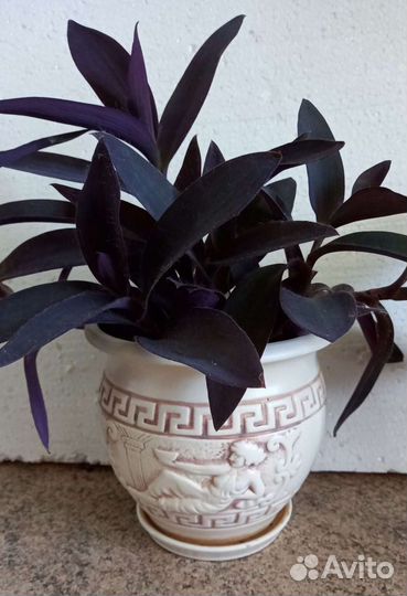 Сеткреазия пурпурная