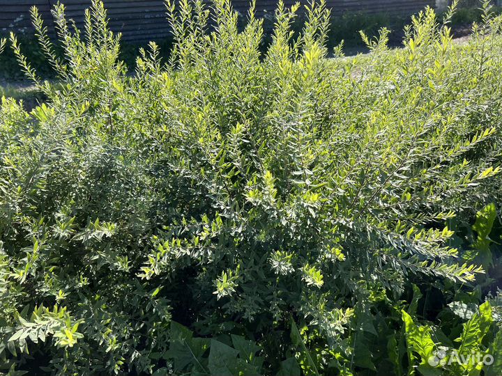 Спирея серая грефшейм