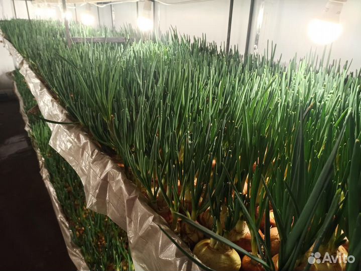 Луковая ферма