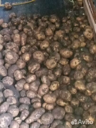 Продам картофель урожай 2023