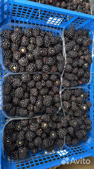 Ягода ежевики с поля