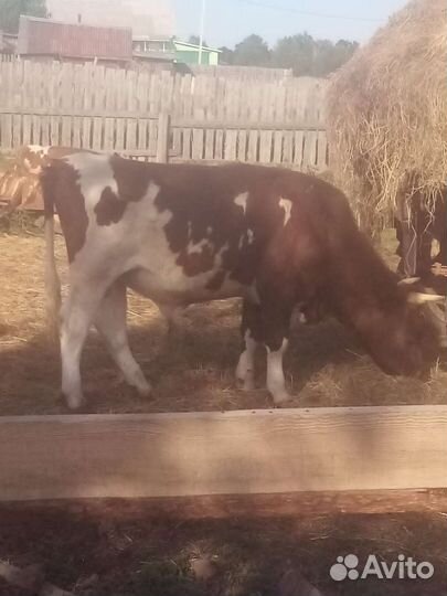 Крупный племенной айширский бык 1,9 года