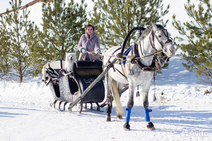 Катание на лошадях