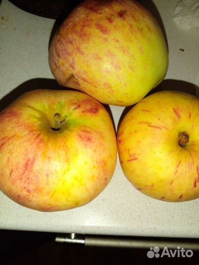 Яблоки сушеные