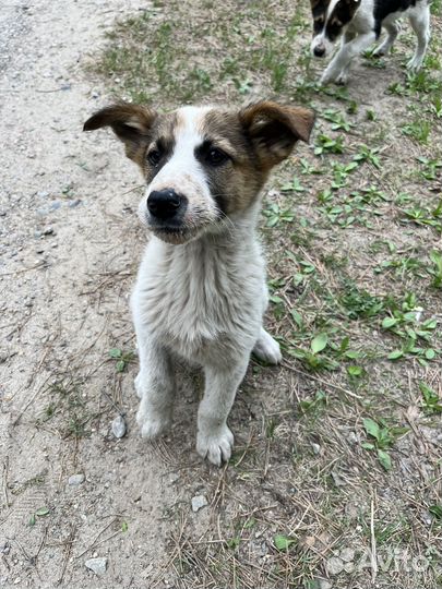 Собака в добрые руки