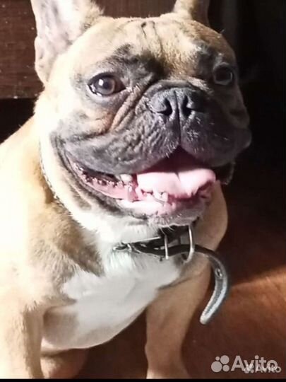 Французский бульдог щенки