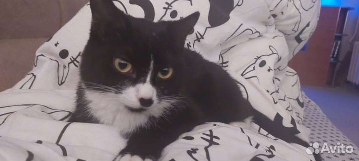 Кошка в дар