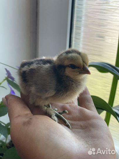 Китайские шелковые цыплята