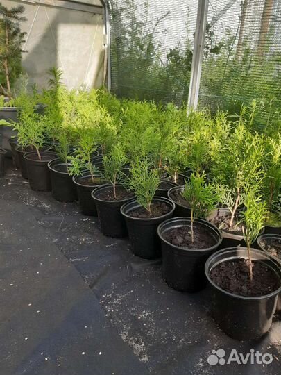 Туя смарагд саженцы