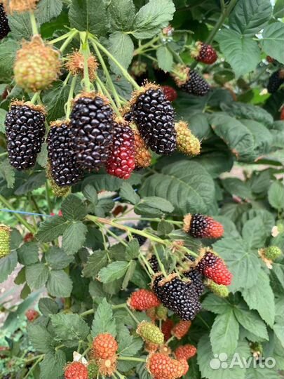 Саженцы ремонтантаной ежевики Блек Джем