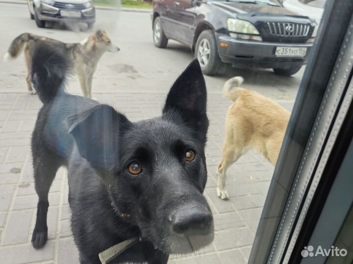 Продам собаку