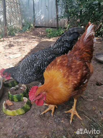 Молодые петушки