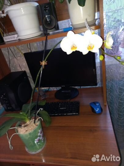 Орхидея фаленопсис