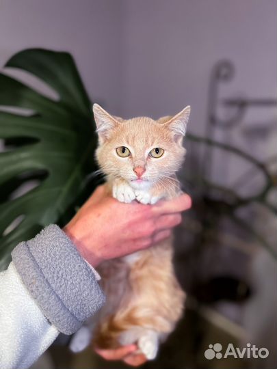 Котенок Пряник (3 мес) ищет дом