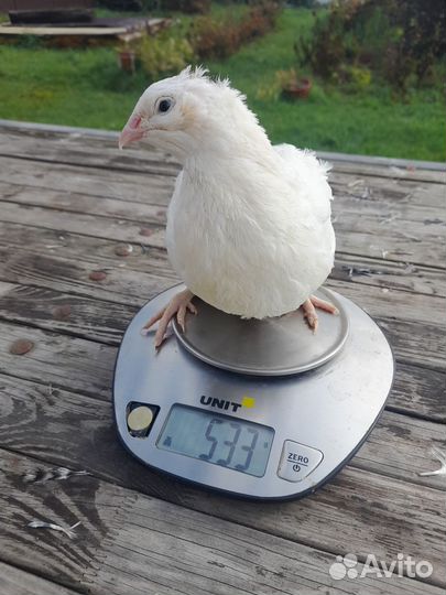 Дмитриевский перепел