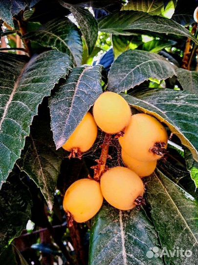 Мушмула японская