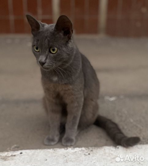 Котик ищет дом