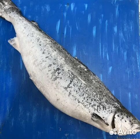 Лосось (сёмга)