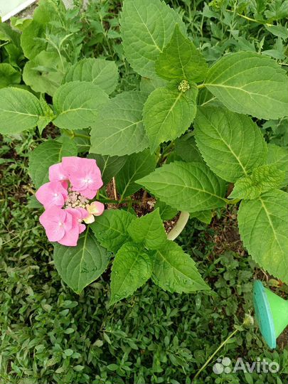 Гортензия саженцы