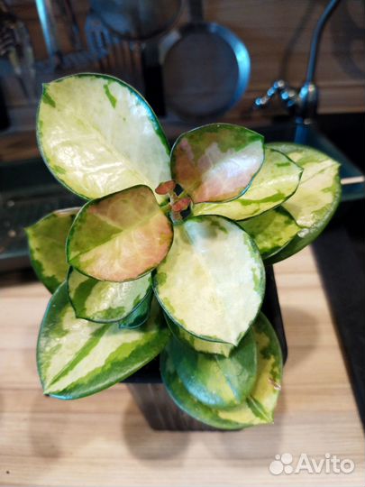 Хойя australis tricolor lisa и Red button