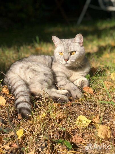 Кошка в дар бесплатно