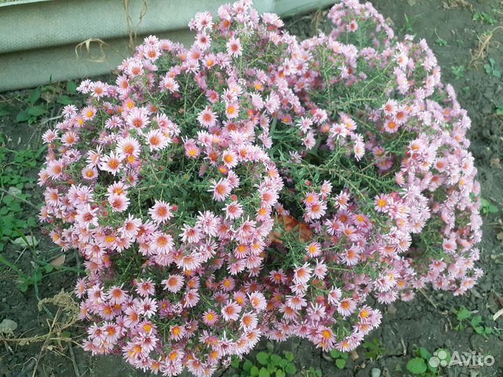 Астра альпийская