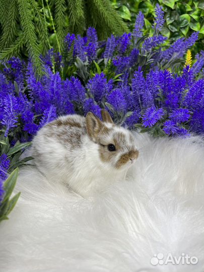 Карликовые кролики