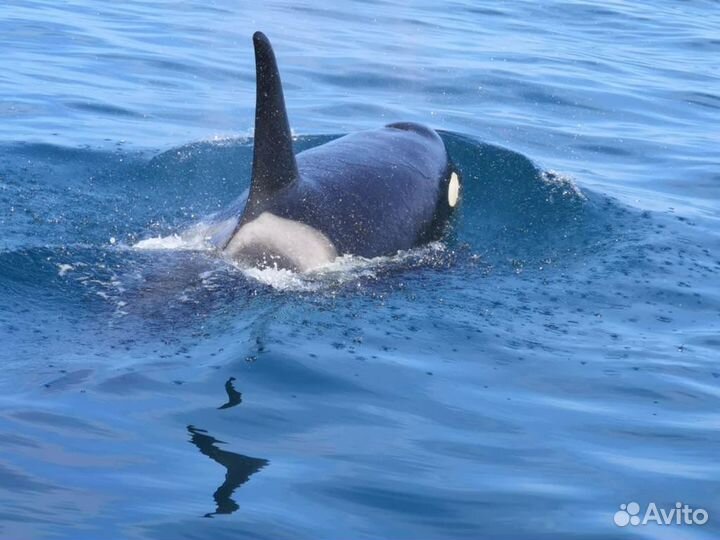 Морская рыбалка