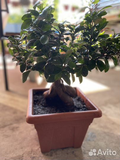 Фикус микрокарпа