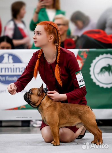 Хендлер, услуги кинолога с выездом