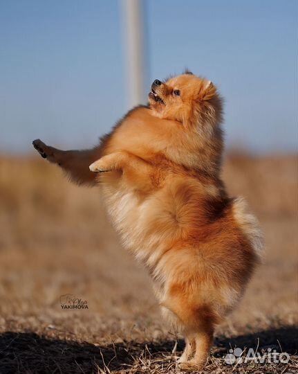 Щенок шпица