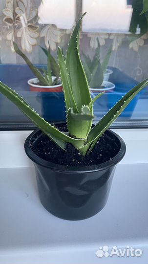 Цветок алоэ