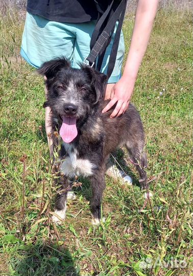 Собачка Клякса