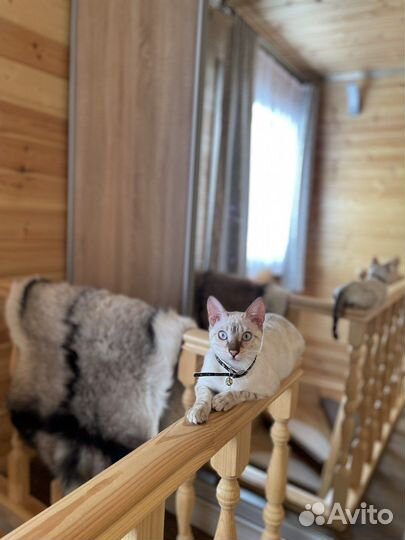 Котята Бенгальские Линкс