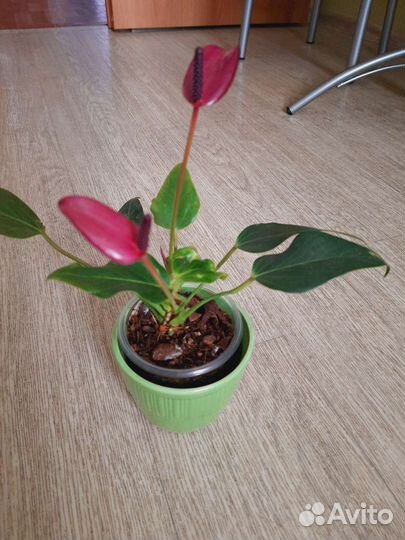 Антуриум Зизу