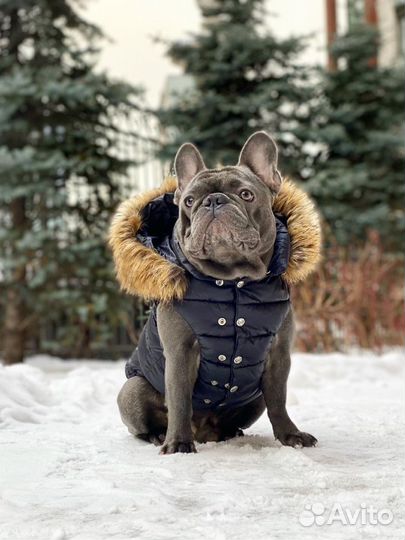 Французский бульдог кобель вязка