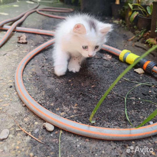 Белый пушистик ищет себе хозяина