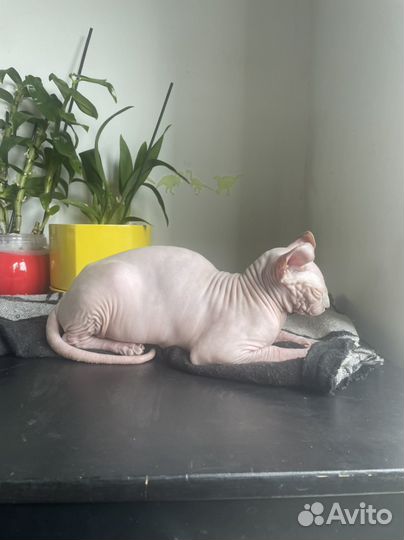 Котенок эльф с32