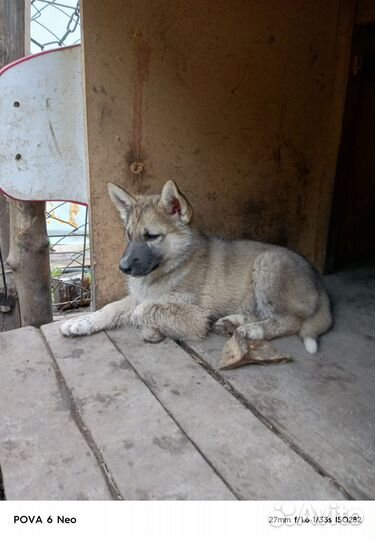 Собаки Хаски щенки