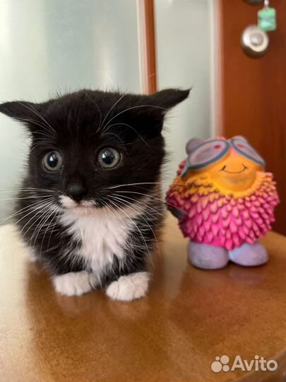 Черный котенок