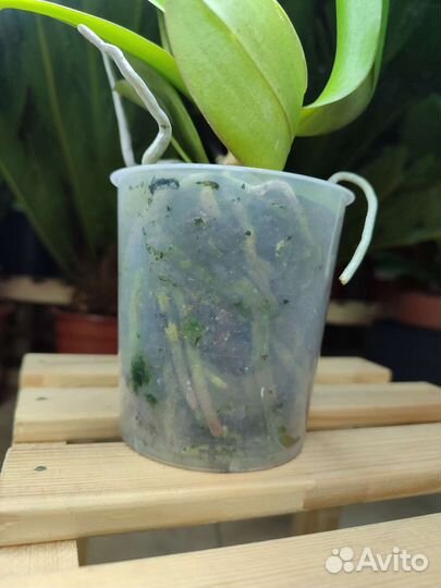 Ароматная орхидея фаленопсис