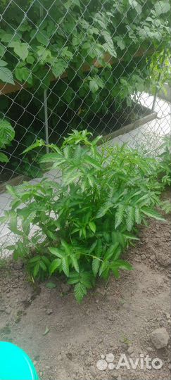 Малина клубника