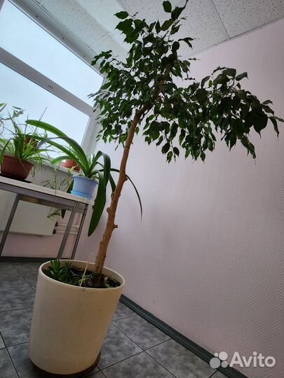 Фикус бенджамина дерево 2м