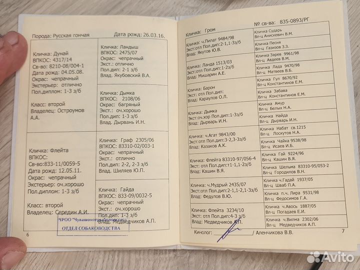 Выжлец русская гончая