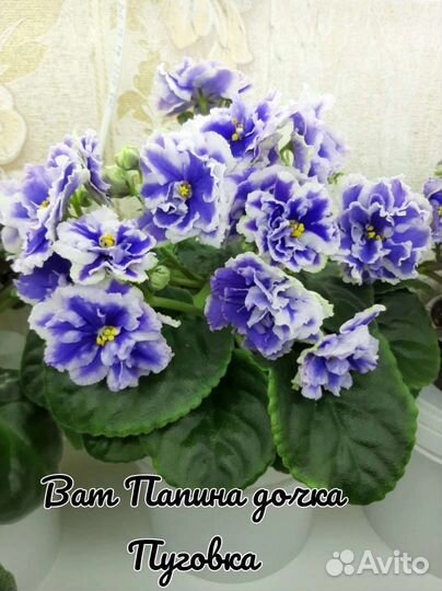 Кампанула махровая, жених и невеста